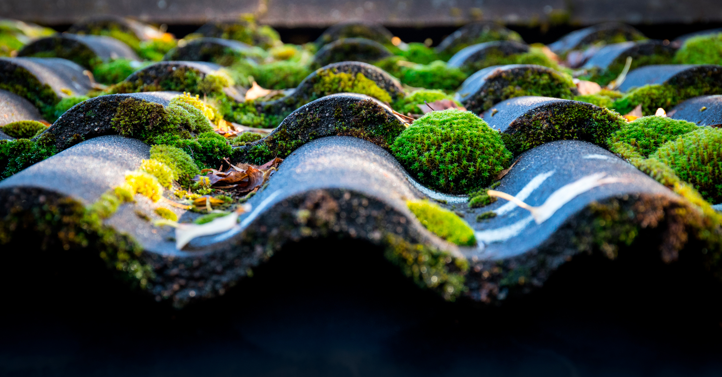 Alger og mos på tag
